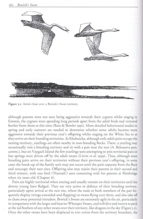 Bewick´s Swan - Rees,E. 2006